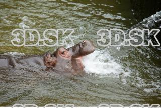 Hippo baby 0037